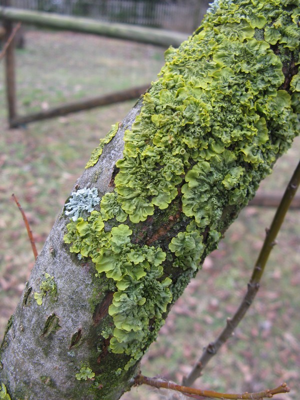 Licheni su Salix viminalis?